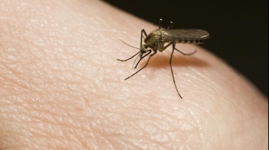Cuál es el mejor método para alejar a los mosquitos, según la inteligencia artificial