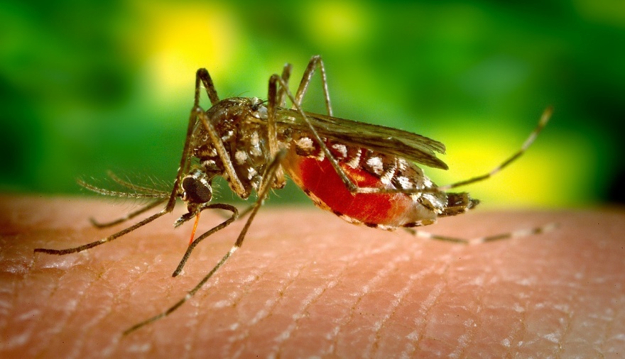 Piden informes sobre la campaña contra el dengue en PBA